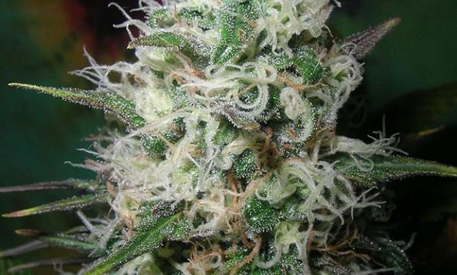 Sativa+vs+Indica+Vs++Hybrid Top Pot Researcher Weighs in on Long-Term Effects of Marijuana Use