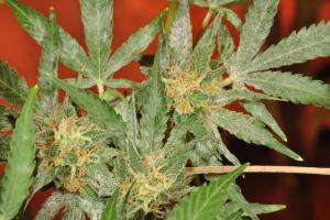 Grow Q&A: My Pot Leaves Are Covered With White Dust
