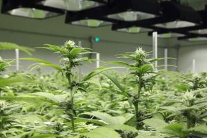 Nico’s Nuggets: Step-by-Step Growing: Part 4 – Flowering, Harvest & Drying