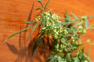 Grow Q&A: What Do Male Pot Plants Look Like? – H2O Bongs